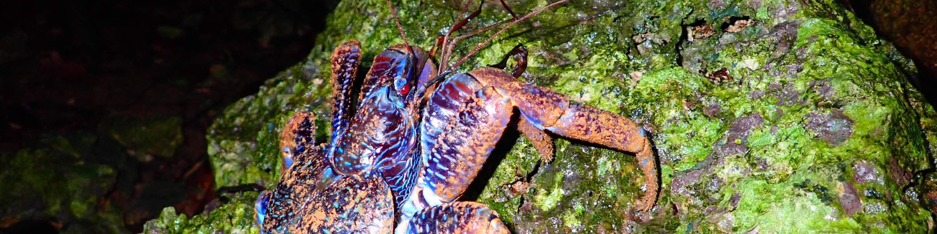 [Miyako Island/Night] Stargazing & Jungle Night Tour